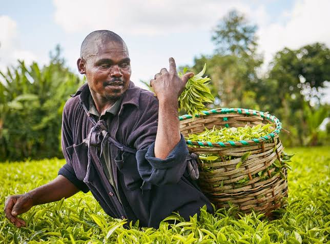 Tea Farmers Set To Get High Bonuses This Year