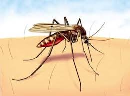 Malaria Drug That Makes Human Blood Too Deadly For Mosquitoes